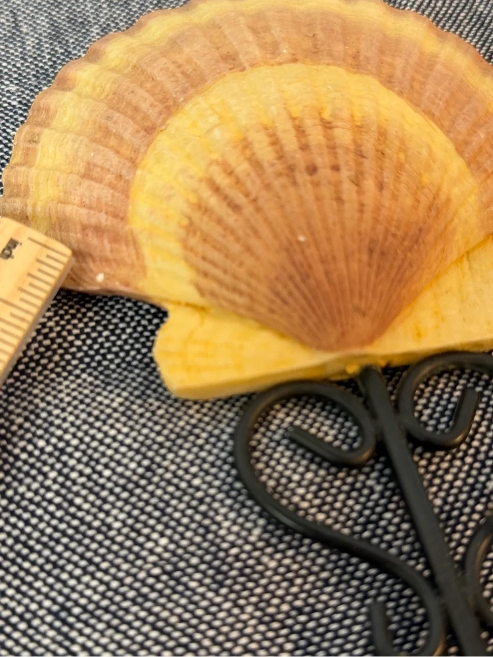 Coastal Scallop Shell Wall Hook Nautical Beach Cottage Decor